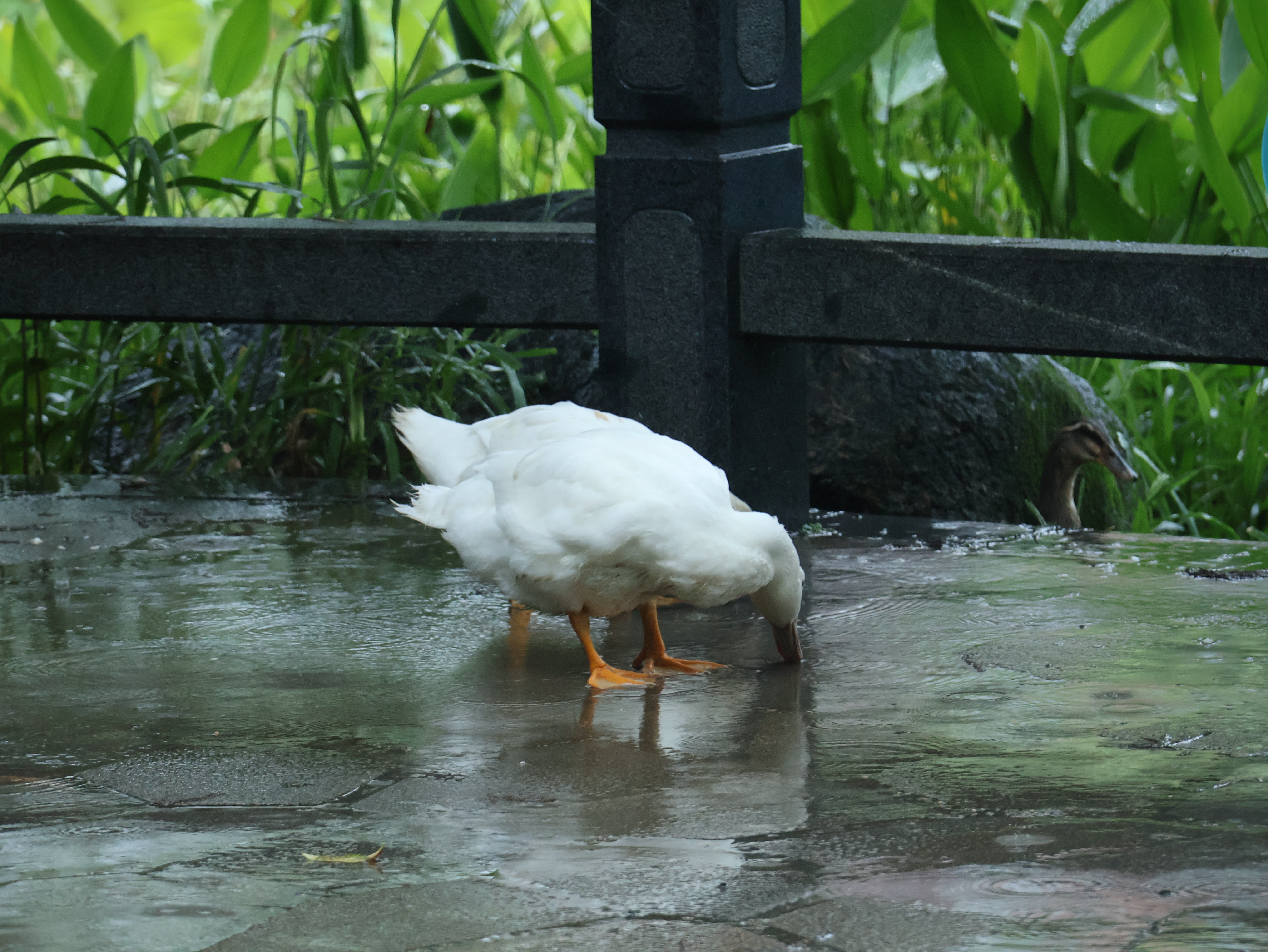 春困鱼